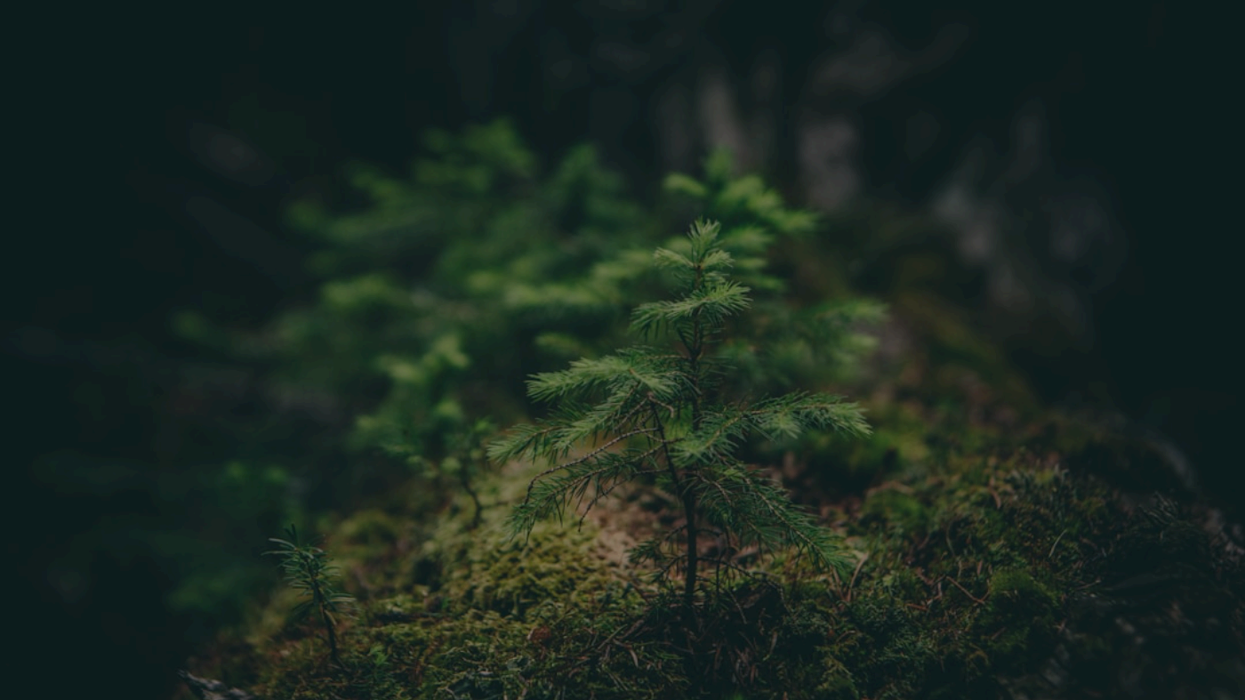 Getting Started with AI Image Generation