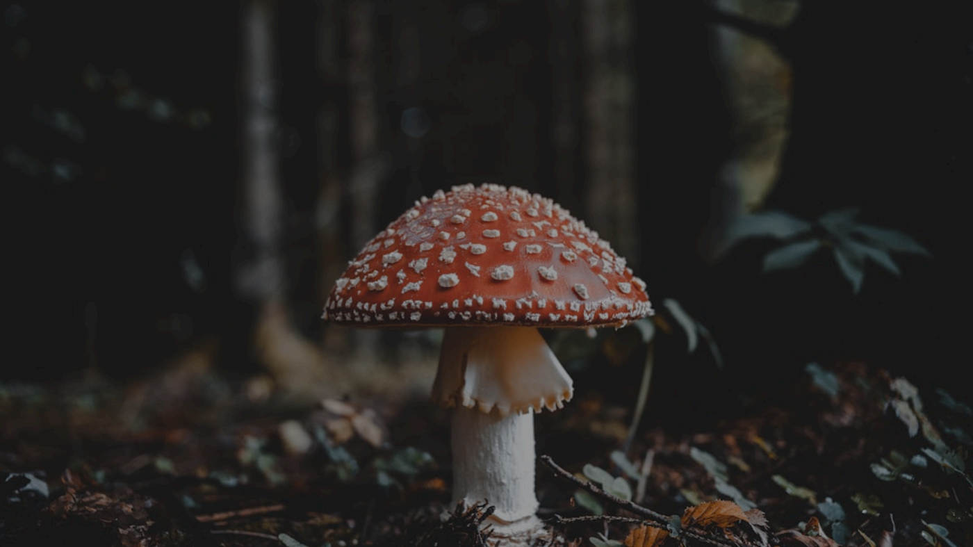 Advanced Image Editing Techniques with AI
